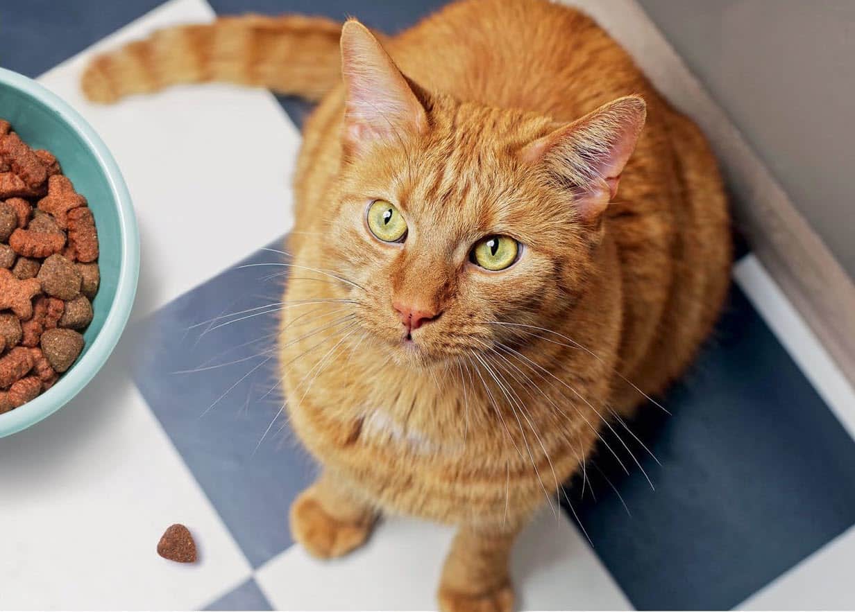 Топ брендів кормів  для котів