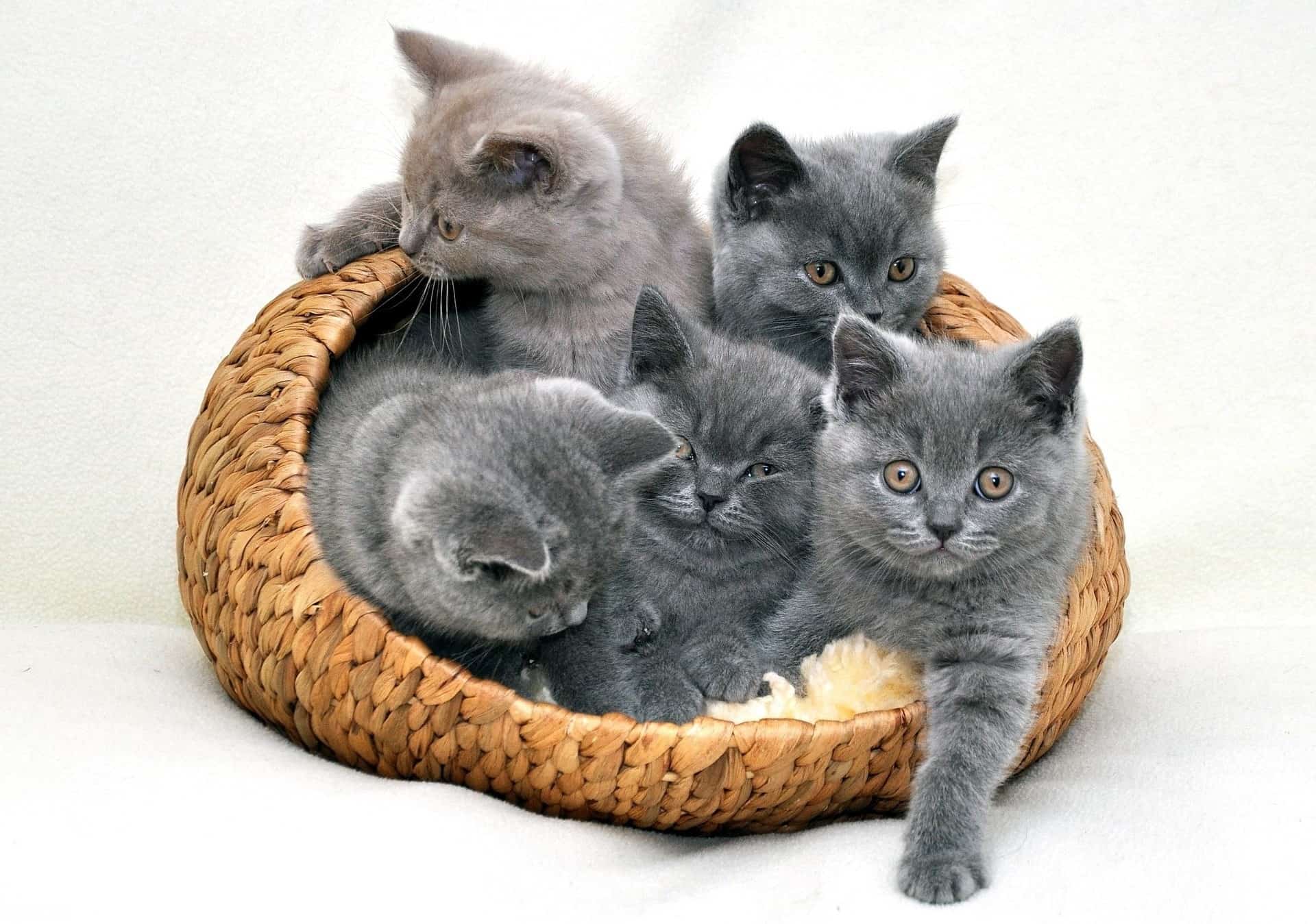 Як підготувати будинок до появи кошеняти