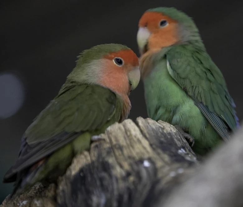 Особливості утримання папуг нерозлучників в домі