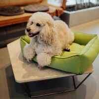 HAPPYPEPPY Петбед Dolce Vita Лежанка для собак