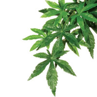 EXO TERRA Abutilon Plant Декоративна рослина