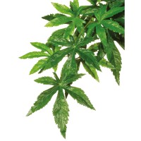 EXO TERRA Abuliton Декоративна рослина для тераріуму